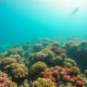 Scuba Diving Adventures: Explore Belize with Our Ultimate Guide