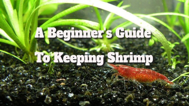 Shrimp Care Essentials for Newbies: Your Essential Guide