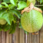 Fruiting Vines for Brisbane: Kiwi, Passionfruit and More