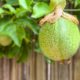 Fruiting Vines for Brisbane: Kiwi, Passionfruit and More