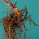 Supplements for Menopause: Natural Solutions for Body Support