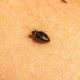 Identify, Treat, and Prevent Bed Bug Infestations Effectively