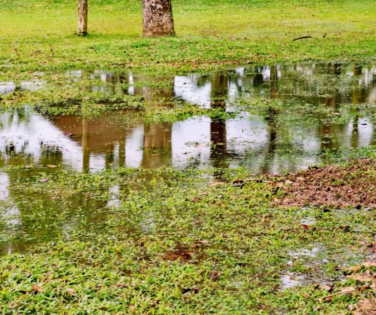 Stormwater Drain Solutions: Causes in Wollongong Explained