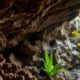 Belizean Caves: Unveiling Archaeology and Natural Wonders