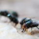 Maggot Extermination Tips for Sydney Properties