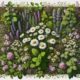 Herbal Remedies Basics: Essential Guide for Australians