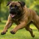 Bigger Dogs and Aggression: Understanding the Truth