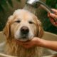 Pet Bath Water Conservation Tips for Your Home