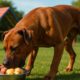 High-Protein Dog Meals for Energy and Health
