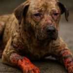 Burn Wound Care for Pets: Healing Tips You Need to Know