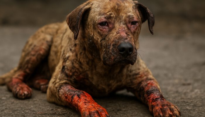 Burn Wound Care for Pets: Healing Tips You Need to Know