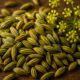 Fennel Seed Recipes: Authentic Dishes from Italy and India