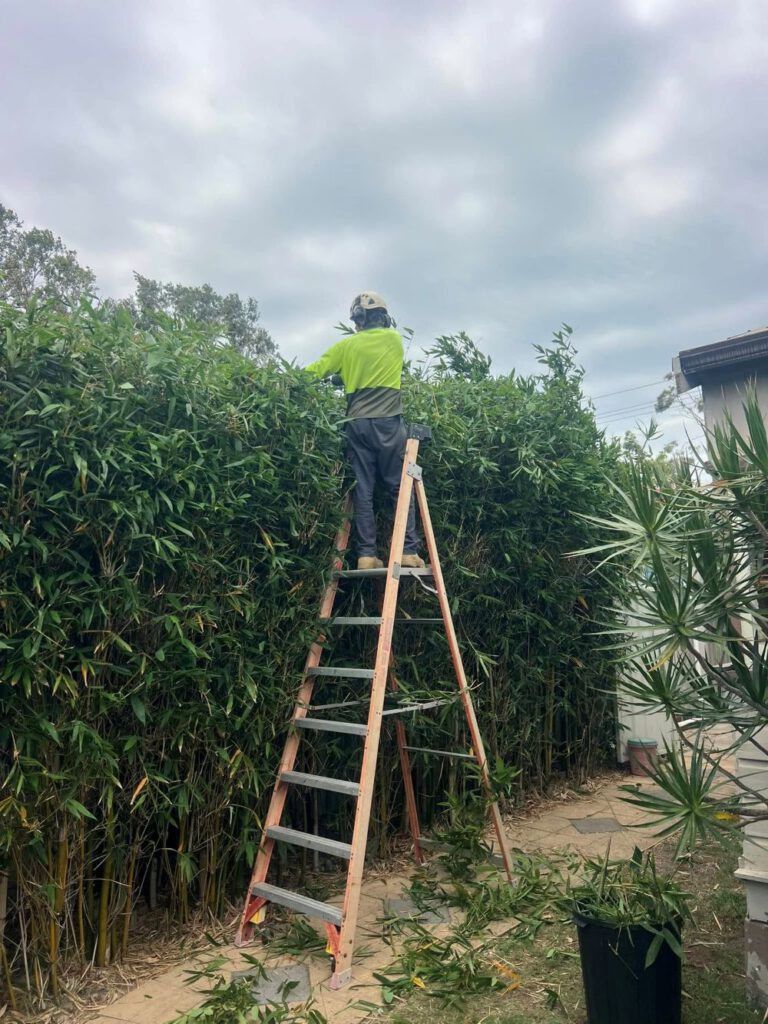 Low-Maintenance Hedging Plants Ideal for Newcastle Gardens
