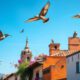 Bird Watching in San Miguel de Allende: Tips for Enthusiasts