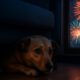 Firework Phobia: Effective Tips to Calm Your Pets