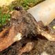 Tree Roots in Drains: Tackling Wollongong’s Plumbing Issue