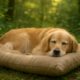 Eco Certifications for Pet Products: The Importance Explained