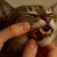 Teeth Brushing Kits for Cats: Key Oral Care Tips for Felines