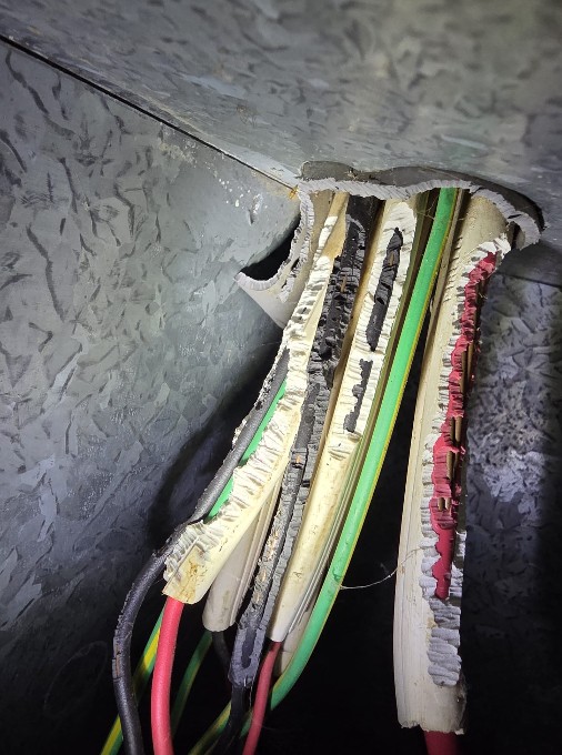 Electrical Faults and Managing Ants, Rats, and Mice at Home