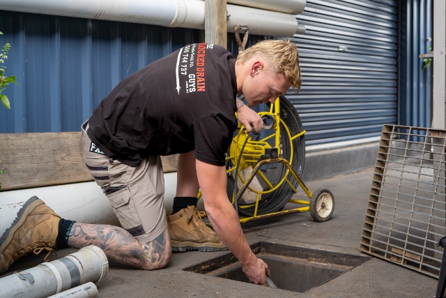 Tree Roots in Drains: A Concern for Sutherland Shire Homes