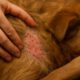 Flea Control Tips: Stop Autumn Surges for Your Pets