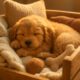Puppy Comfort: Tips for a Cozy Crate Setup